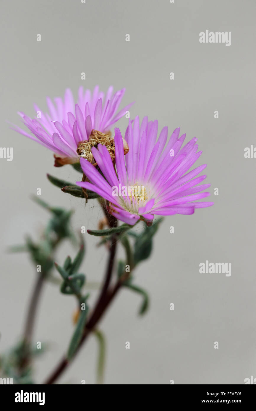 Close up of Hot Pink or red Lampranthus Livingstone Daisies in full bloom isolated against  grey background Stock Photo