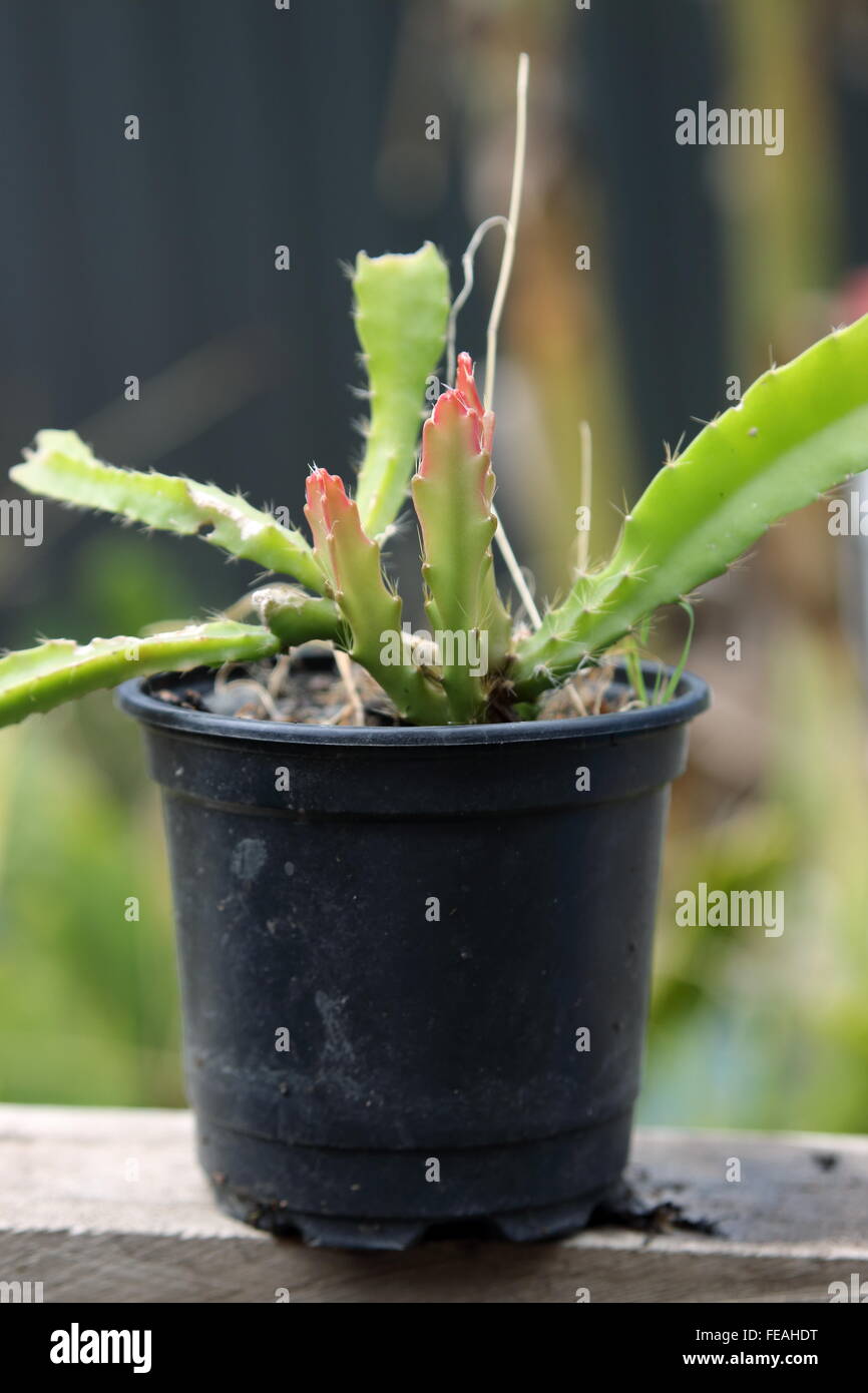 Young Epiphyllum or also known as Orchid cactus Stock Photo