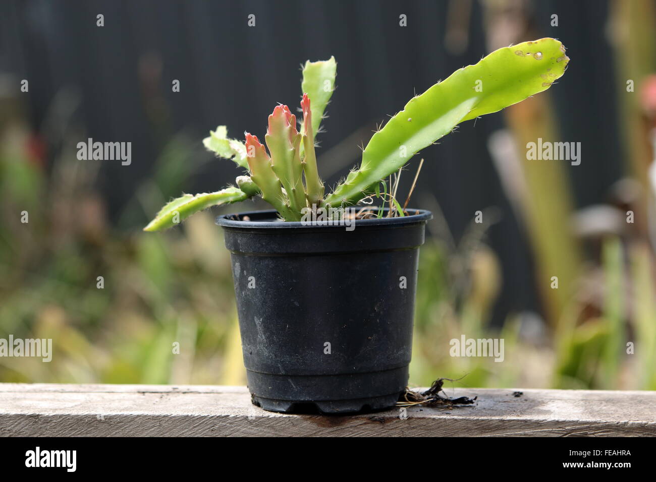 Young Epiphyllum or also known as Orchid cactus Stock Photo