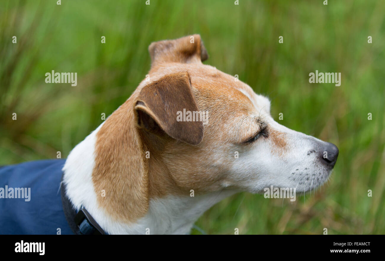 Pippa the Jack Russell with a grass background showing off her smooth coat and waterproof. Stock Photo