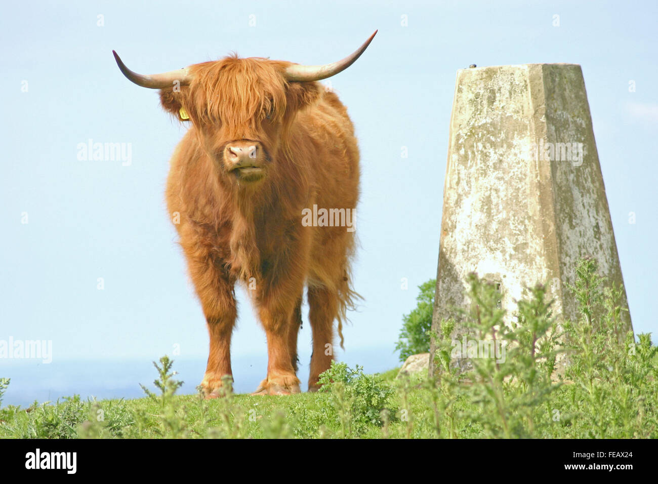 A long horned cow Stock Photo