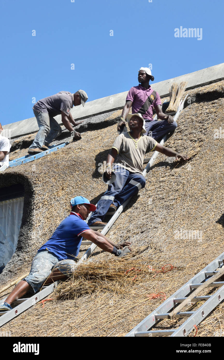 Thatchers rebuilding a thatched roof, South Africa Stock Photo Alamy