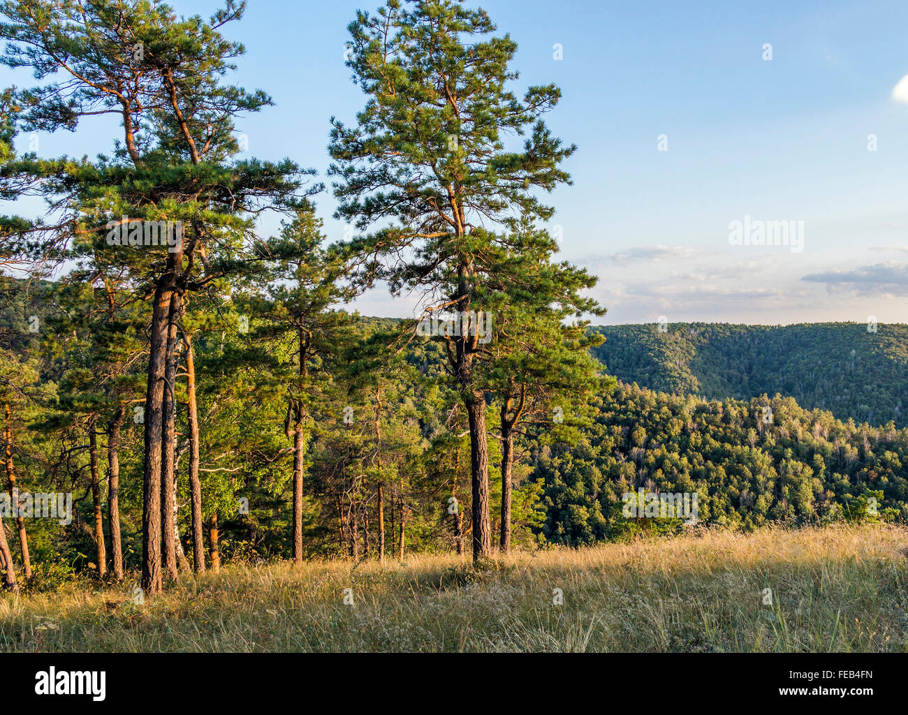 Forest landscape with pine trees Stock Photo - Alamy
