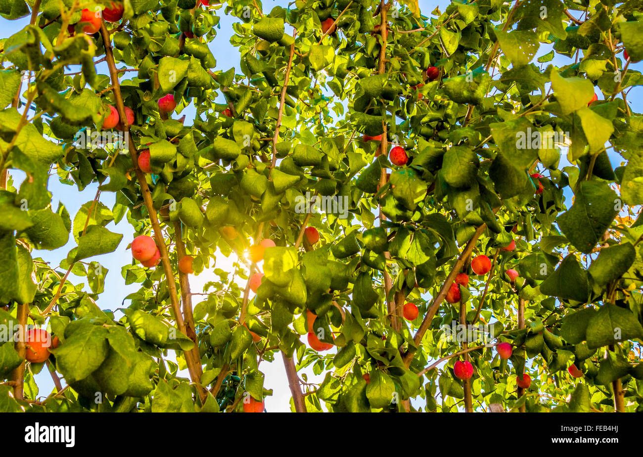 Plum growing on tree Stock Photo Alamy