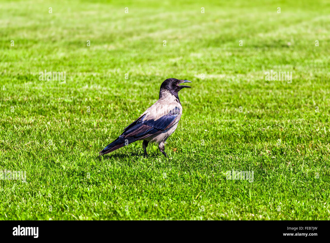 The crow on the green lawn Stock Photo Alamy