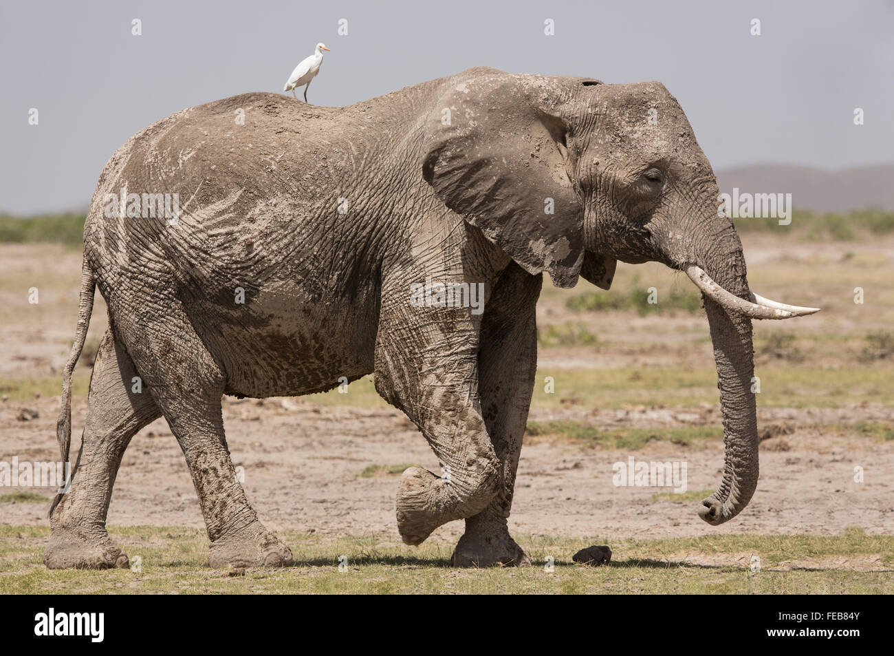 One African Elephant walking in Amboseli National Park Kenya Stock Photo