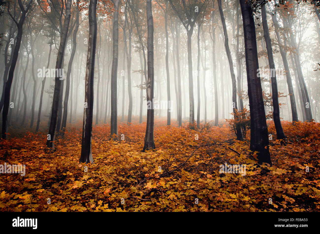 Autumn forest with fog and orange leaves Stock Photo
