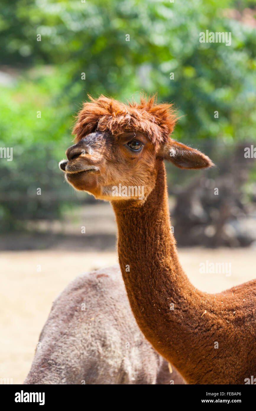 Alpaca (Vicugna pacos) close up of head and face, looking at camera, in captivity Stock Photo