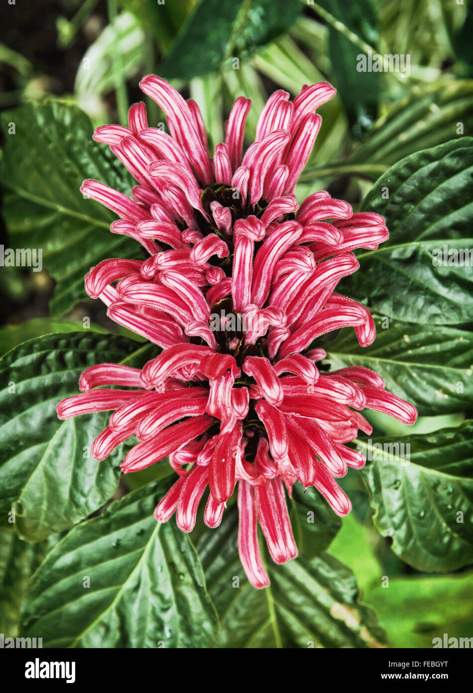 Brazilian plume flower (Justicia carnea). Natural scene. Vibrant colors