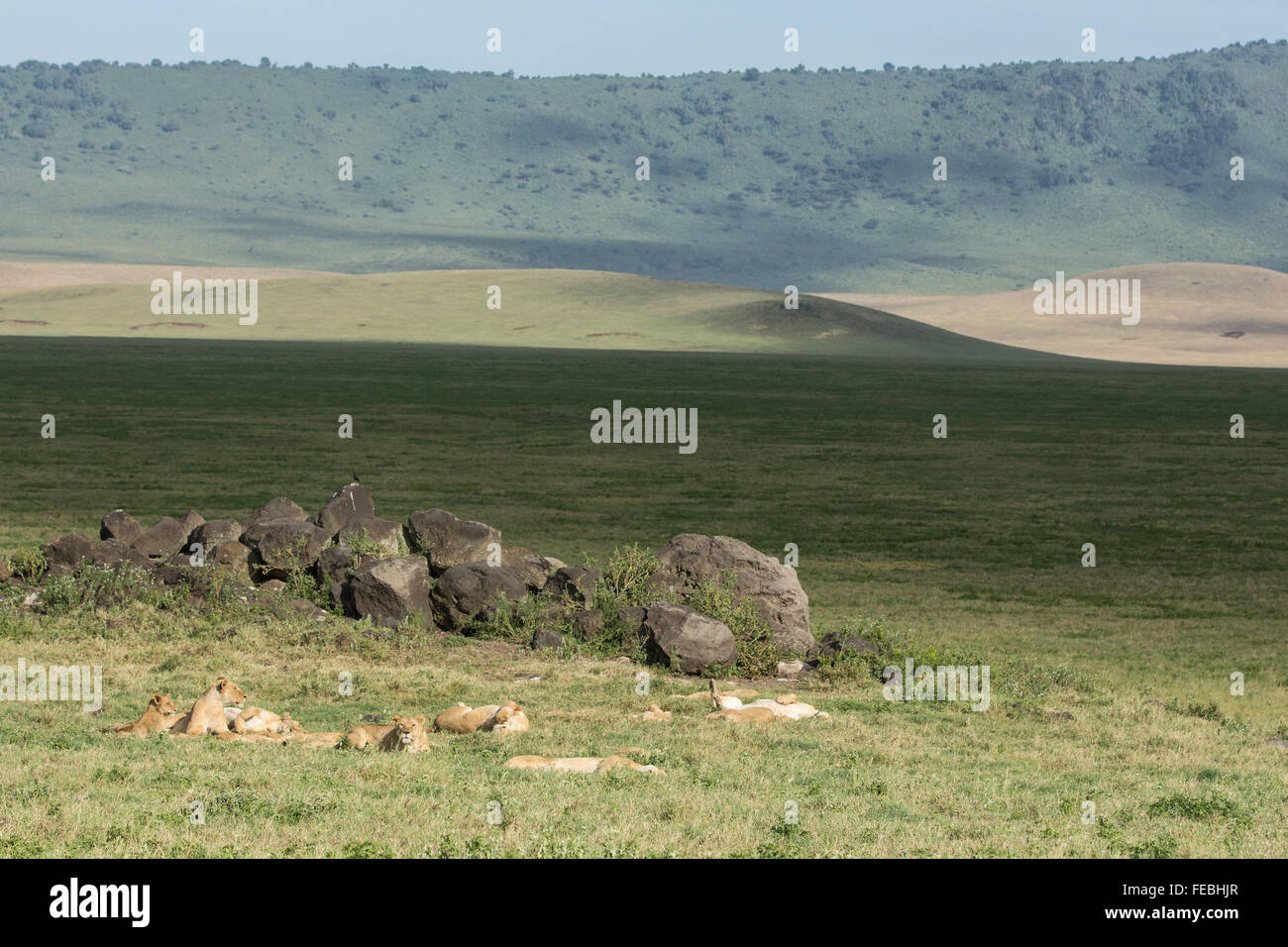African Lion pride resting in the Ngorongoro Crater Tanzania Stock Photo