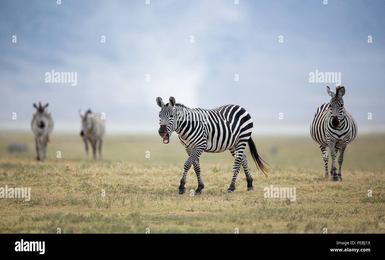Plains Zebra herd walking in the Ngorongoro Crater plains Tanzania Stock Photo