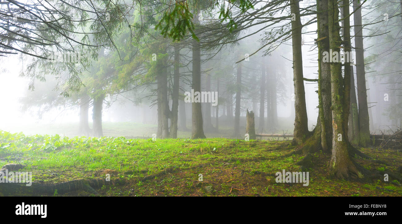 Foggy day hi-res stock photography and images - Alamy