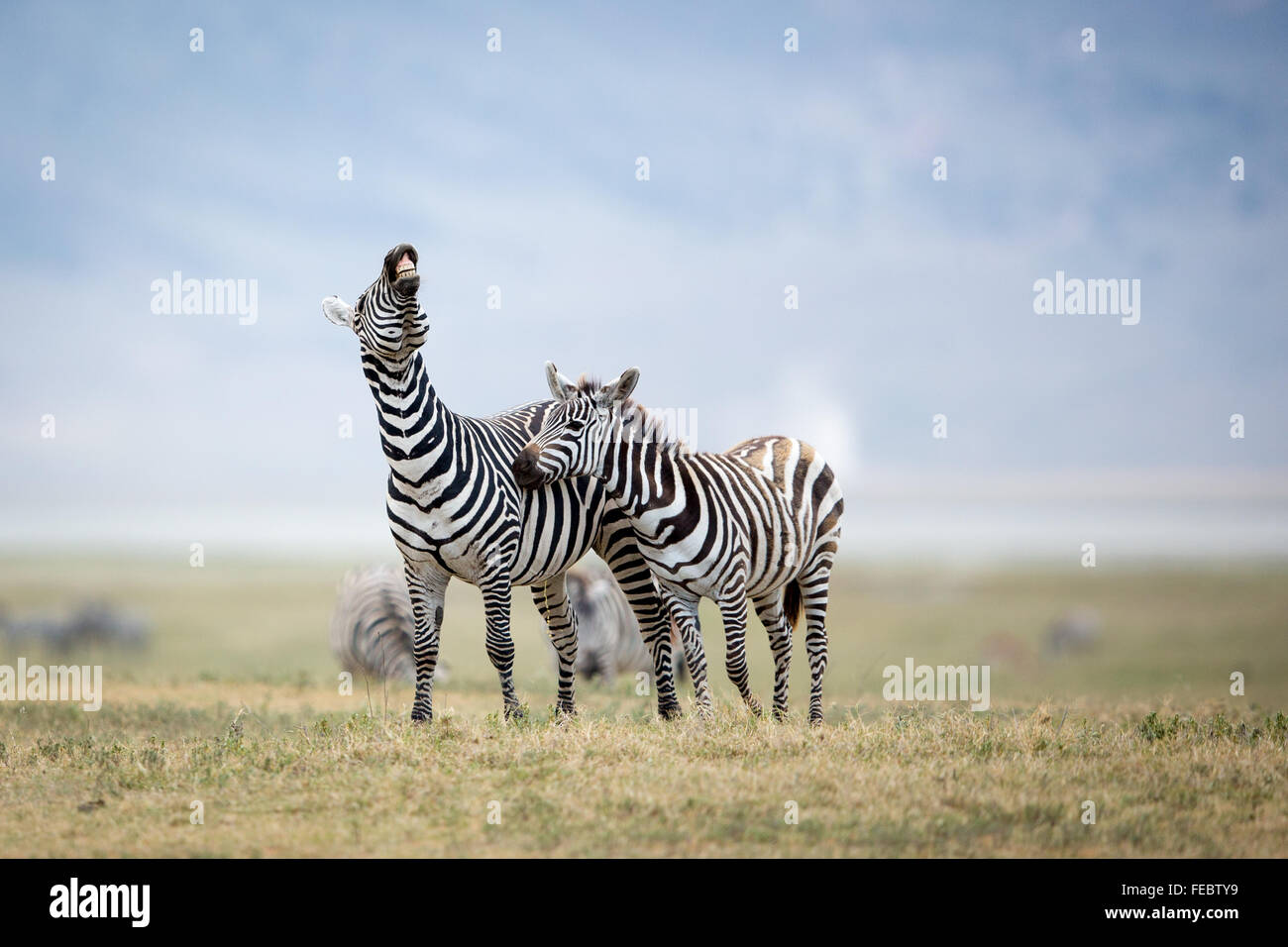 Two Plains Zebra fighting showing teeth in the plains of Ngorongoro Crater in Tanzania Stock Photo