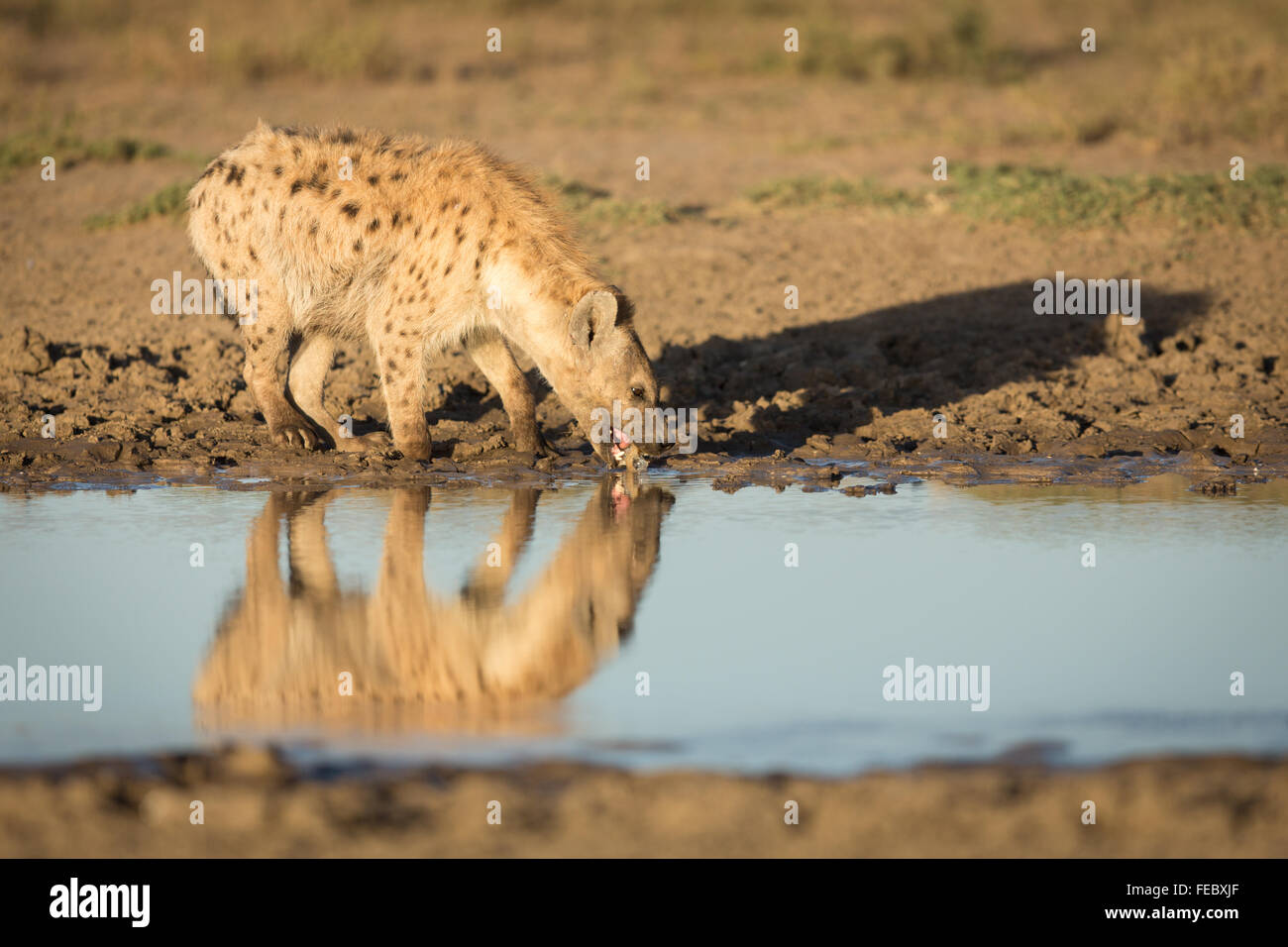 African Spotted Hyaena drinking in the Serengeti National Park Tanzania Stock Photo