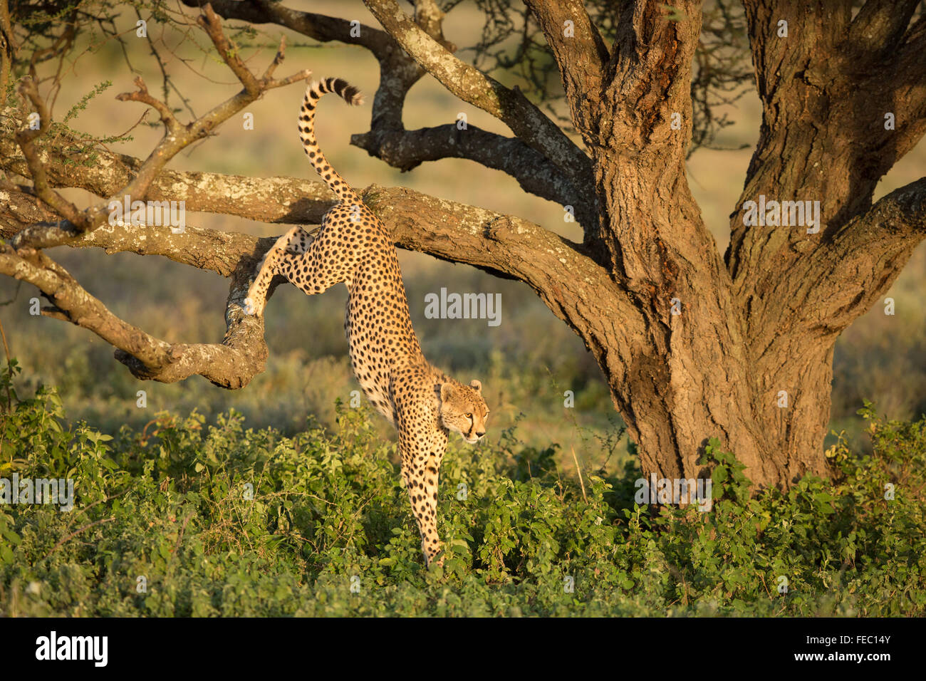 Cheetah Serengeti National Park Tanzania Stock Photo