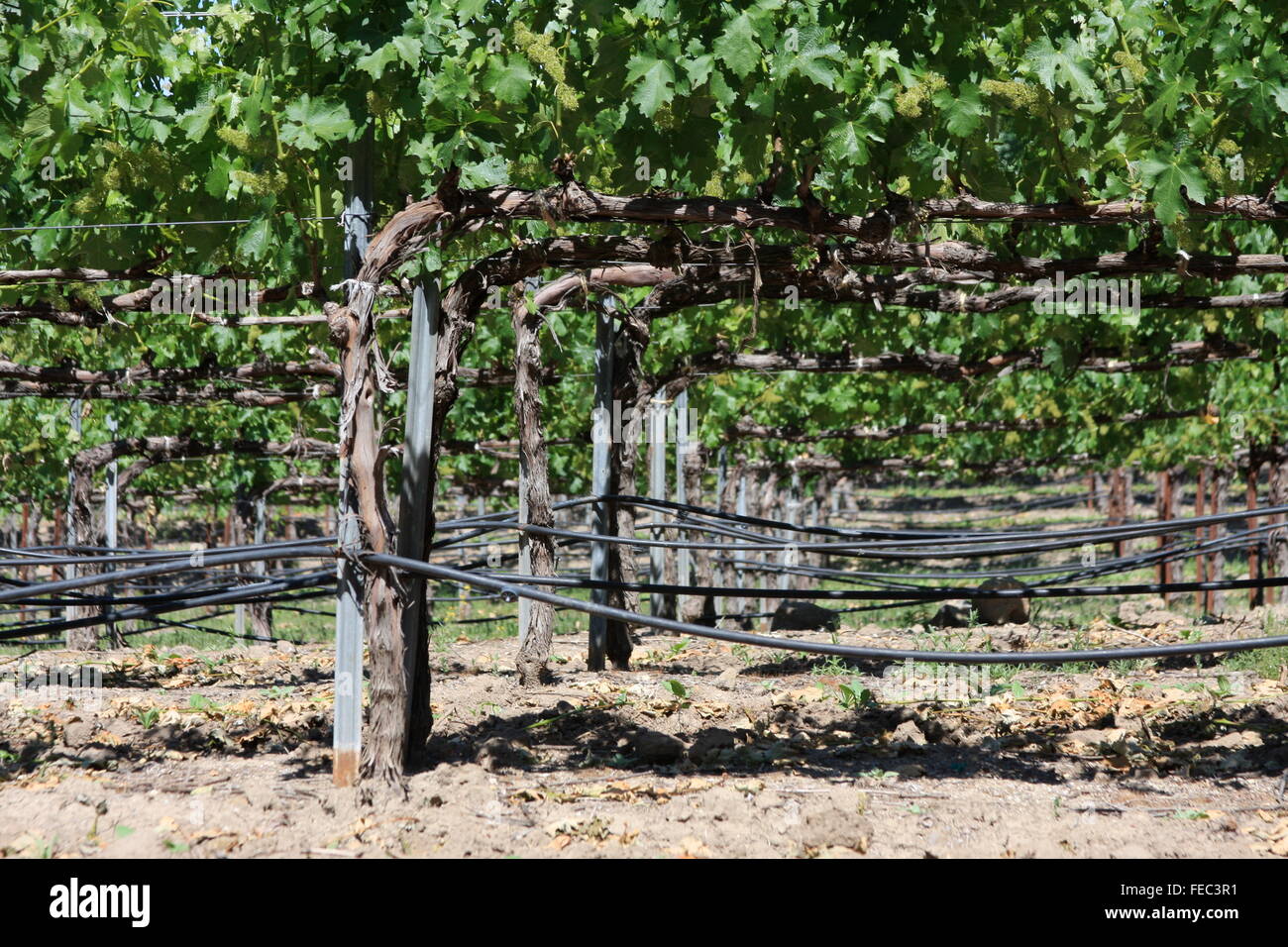 Vineyard in Sonoma county, northern California, USA Stock Photo