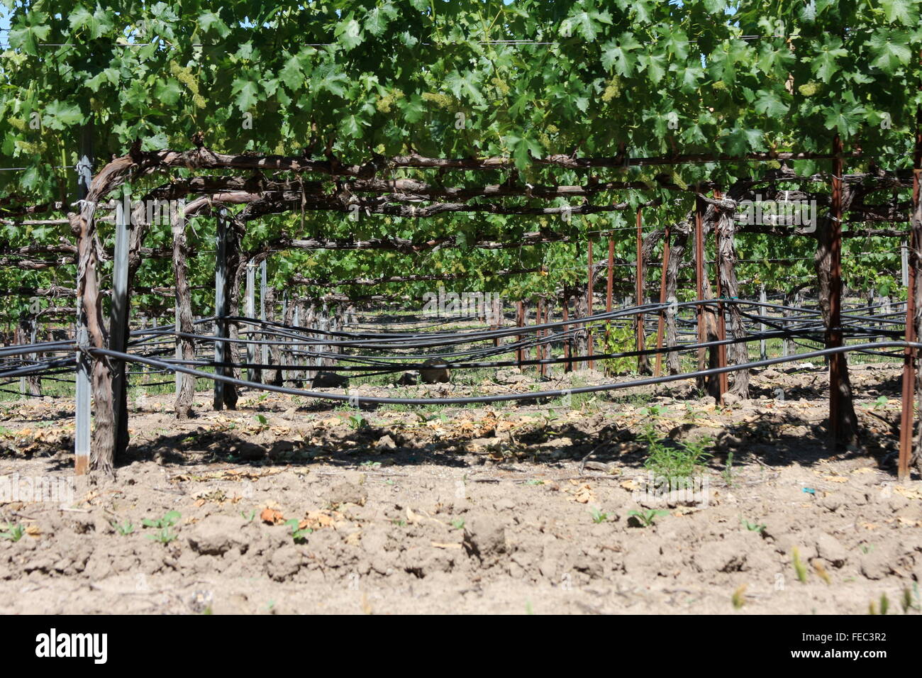 Vineyard in Sonoma country, northern California, USA Stock Photo