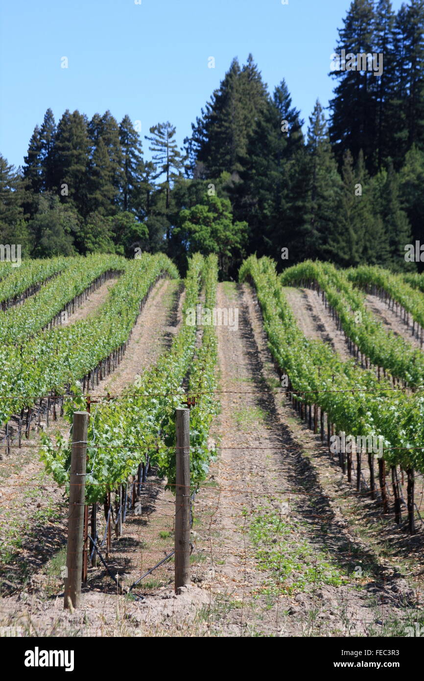 Vineyards in Sonoma county, northern California Stock Photo