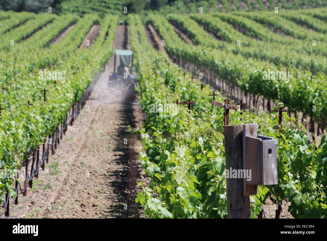 Tractor in vineyard, northern Califormnia, USA Stock Photo