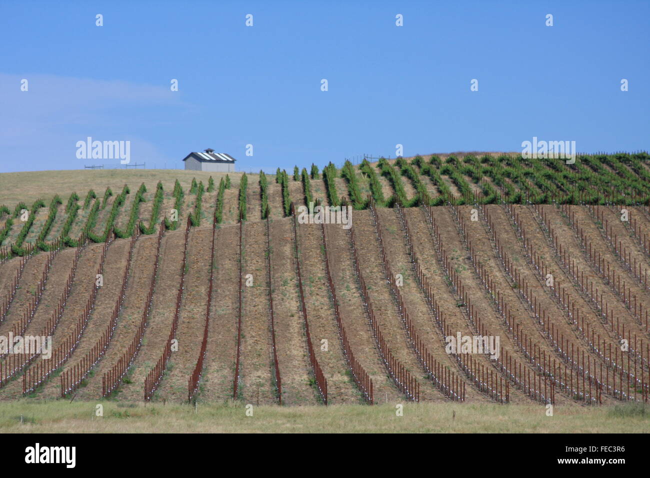 Vineyards in northern California on the road leading to Bodega Bay Stock Photo