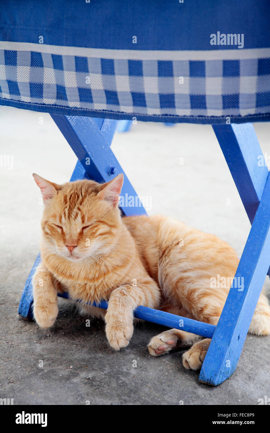 Ginger cat relaxing under chair hires stock photography and images Alamy