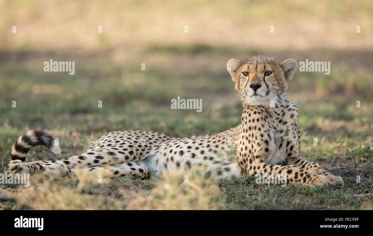 Sub adult African Cheetah resting in the Serengeti National Park Tanzania Stock Photo