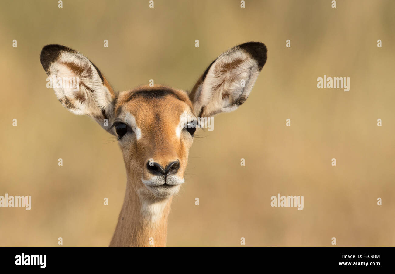 Young female Impala portrait in the Serengeti National Park Tanzania Stock Photo