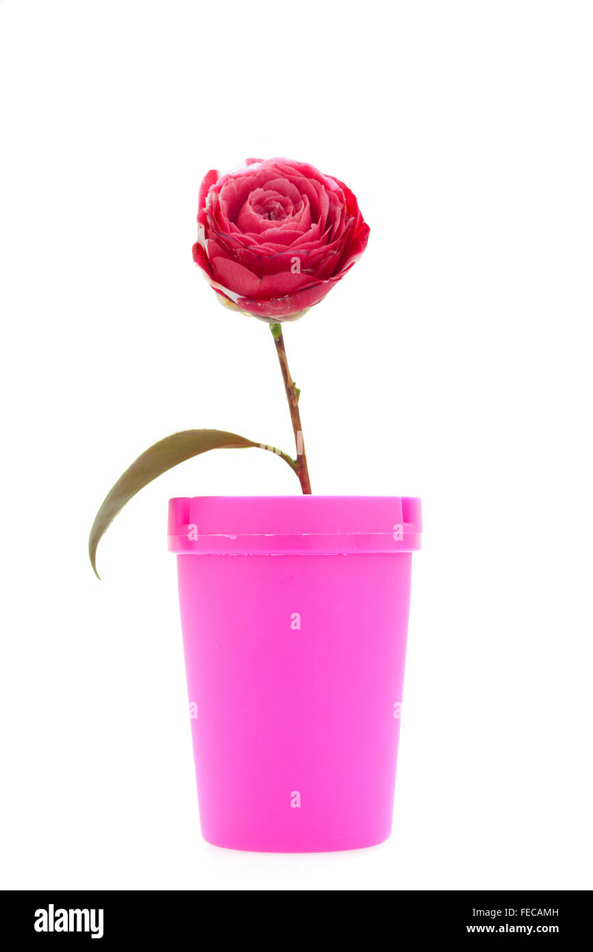 Creative Stock photo of a red Camellia flower and pink Jar on white background. Stock Photo