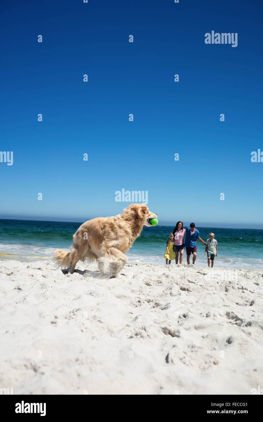 Cute family throwing ball at dog Stock Photo Alamy