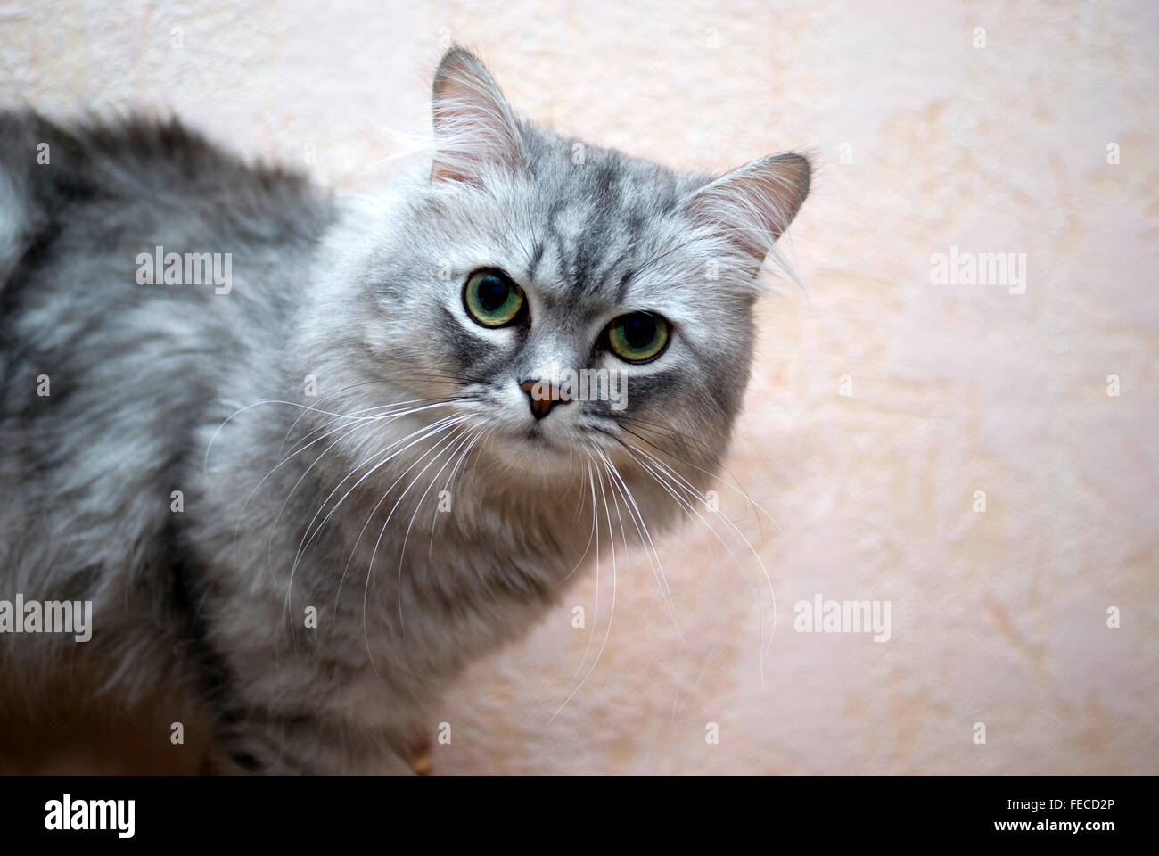 Closeup portrait of a cat Stock Photo - Alamy