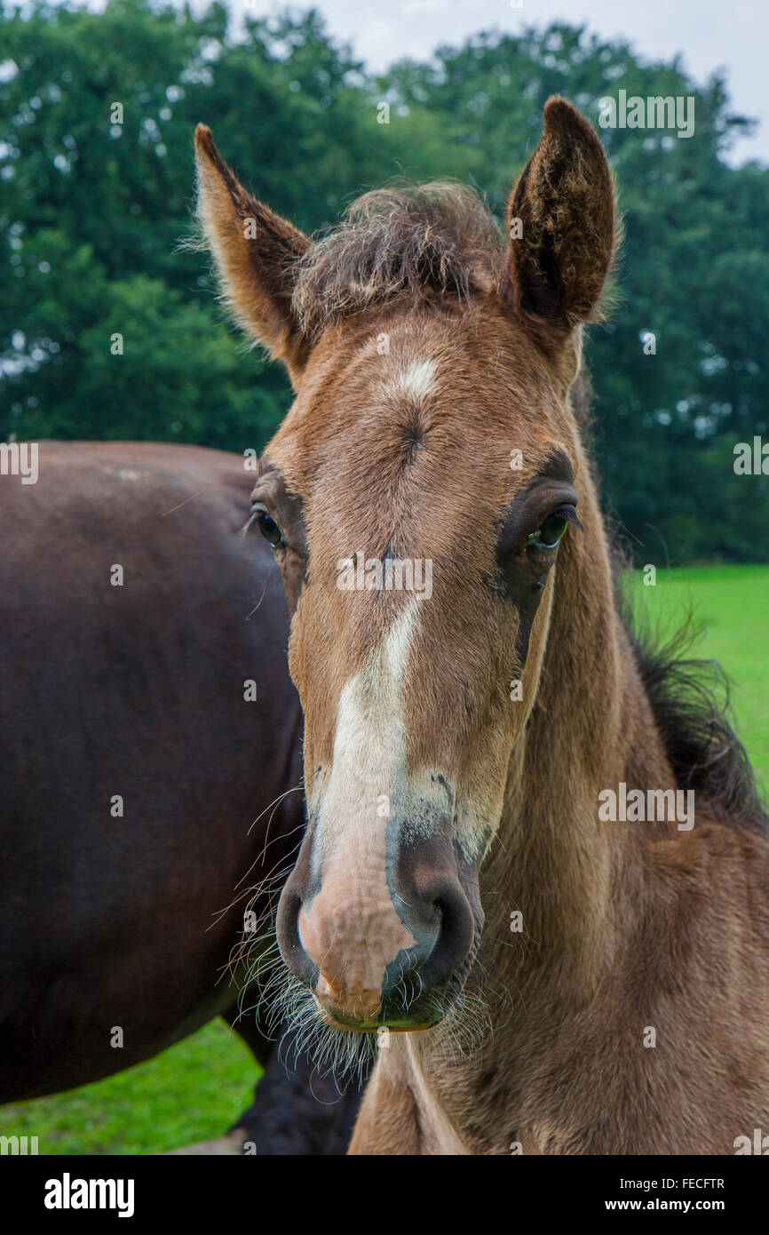 Horses in a field, Netherlands Stock Photo