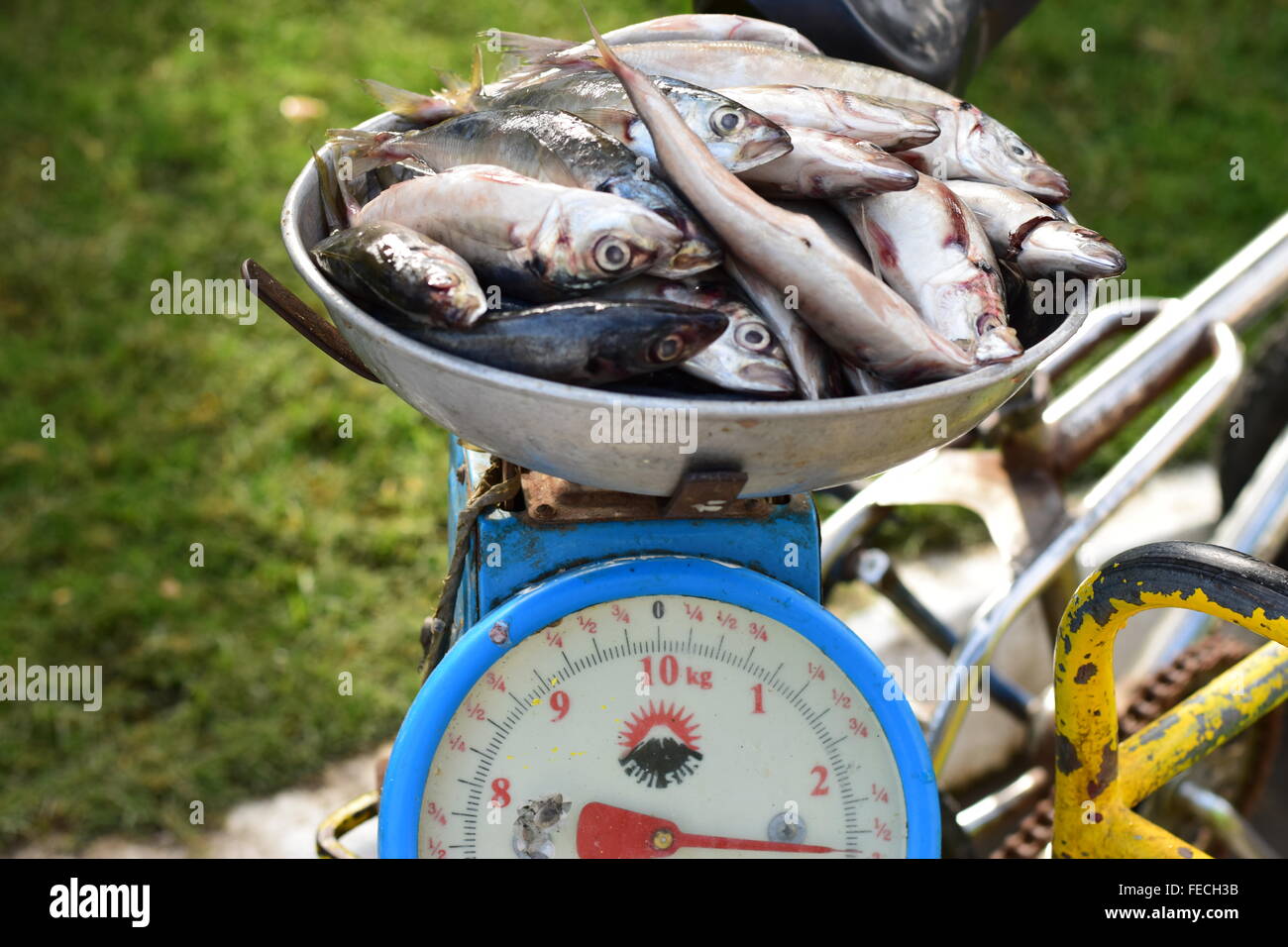 Fishes on weighing scale hi-res stock photography and images - Alamy