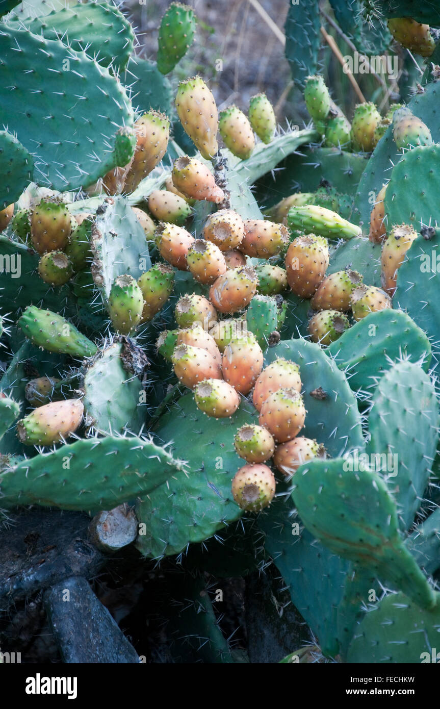 Plants of prickly pears in Calabria, Italy Stock Photo