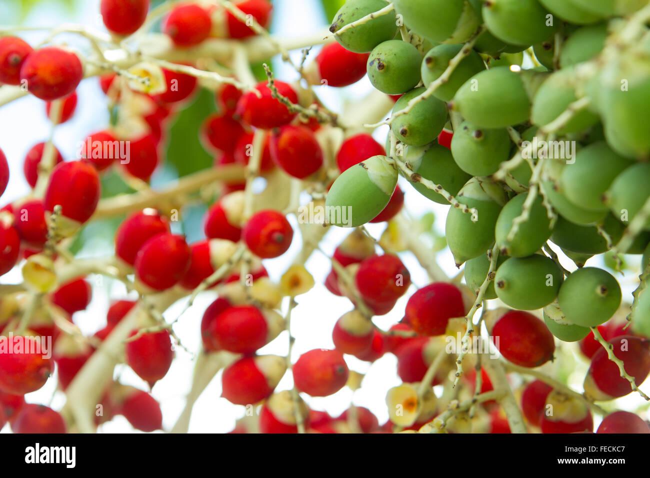 Colorful fruit hi-res stock photography and images - Alamy