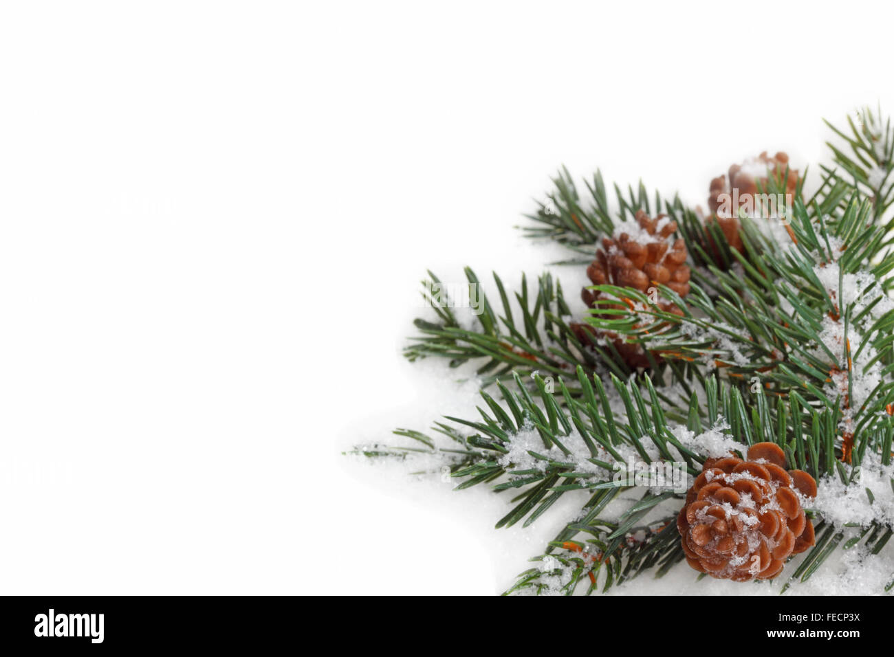 Branch of fir tree in snow isolated on the white background Stock Photo ...