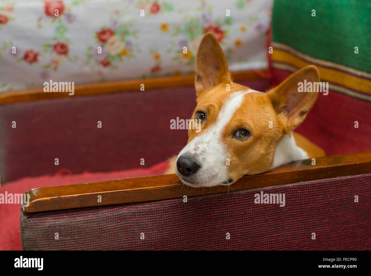 Tired basenji dog having rest on an old shabby chair Stock Photo - Alamy