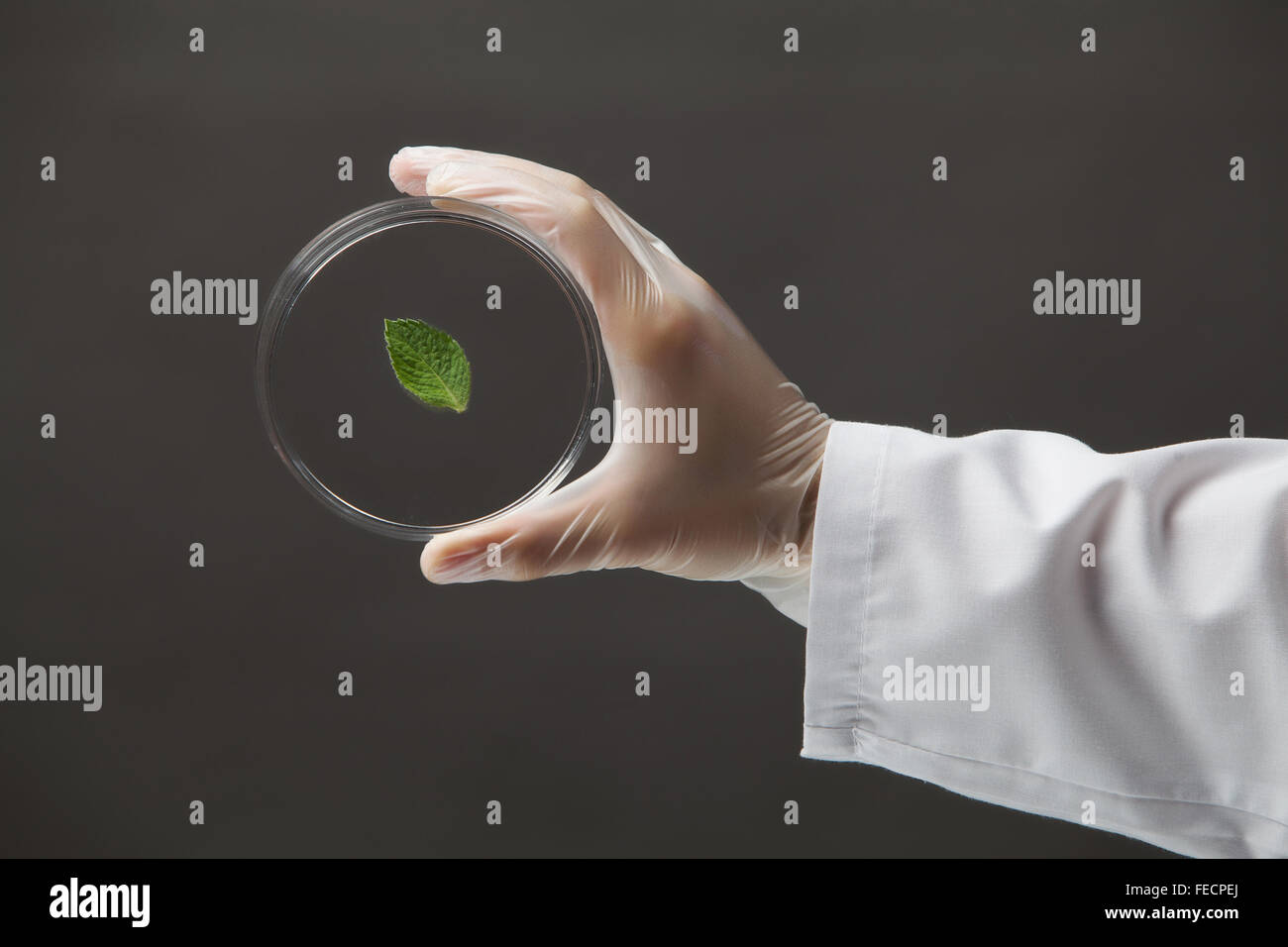 Close up image of scientist hands holding testing tube Stock Photo - Alamy