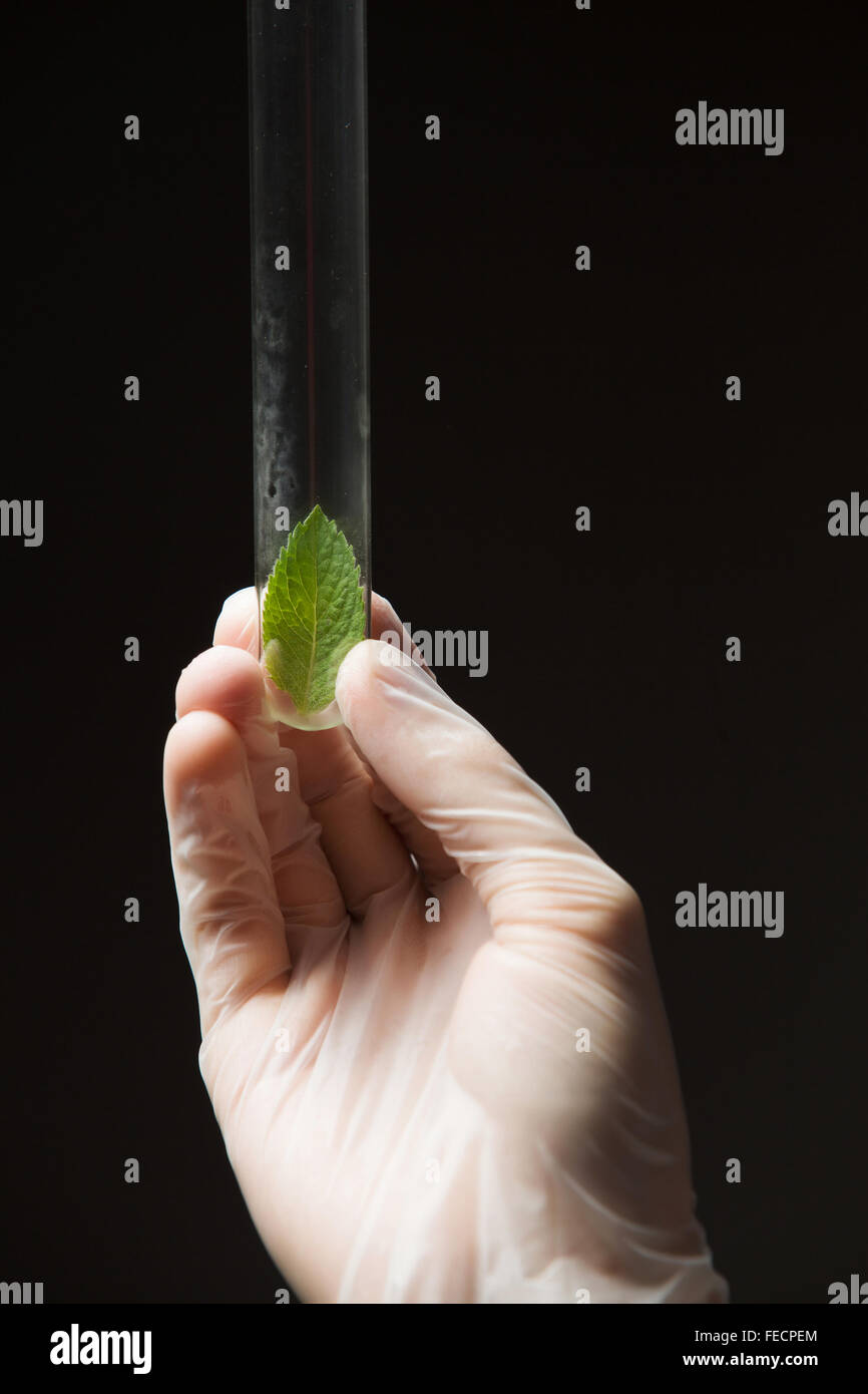 Close up image of scientist hands holding testing tube Stock Photo - Alamy