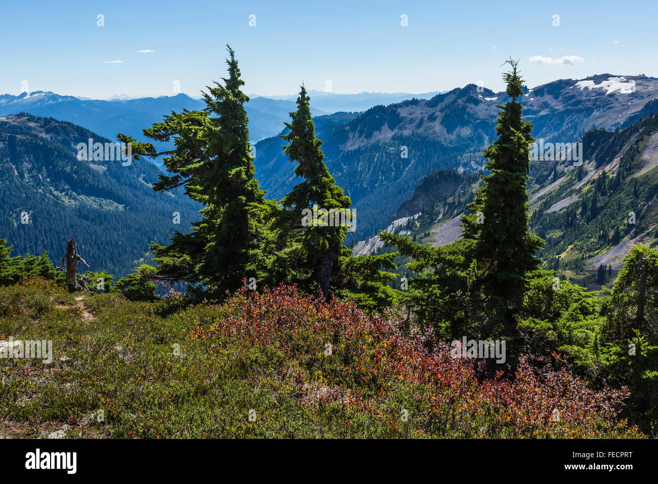 Mountain Hemlocks, Tsuga mertensiana, along Table Mountain Trail, Mt. Baker–Snoqualmie National Forest, Washington State, USA Stock Photo