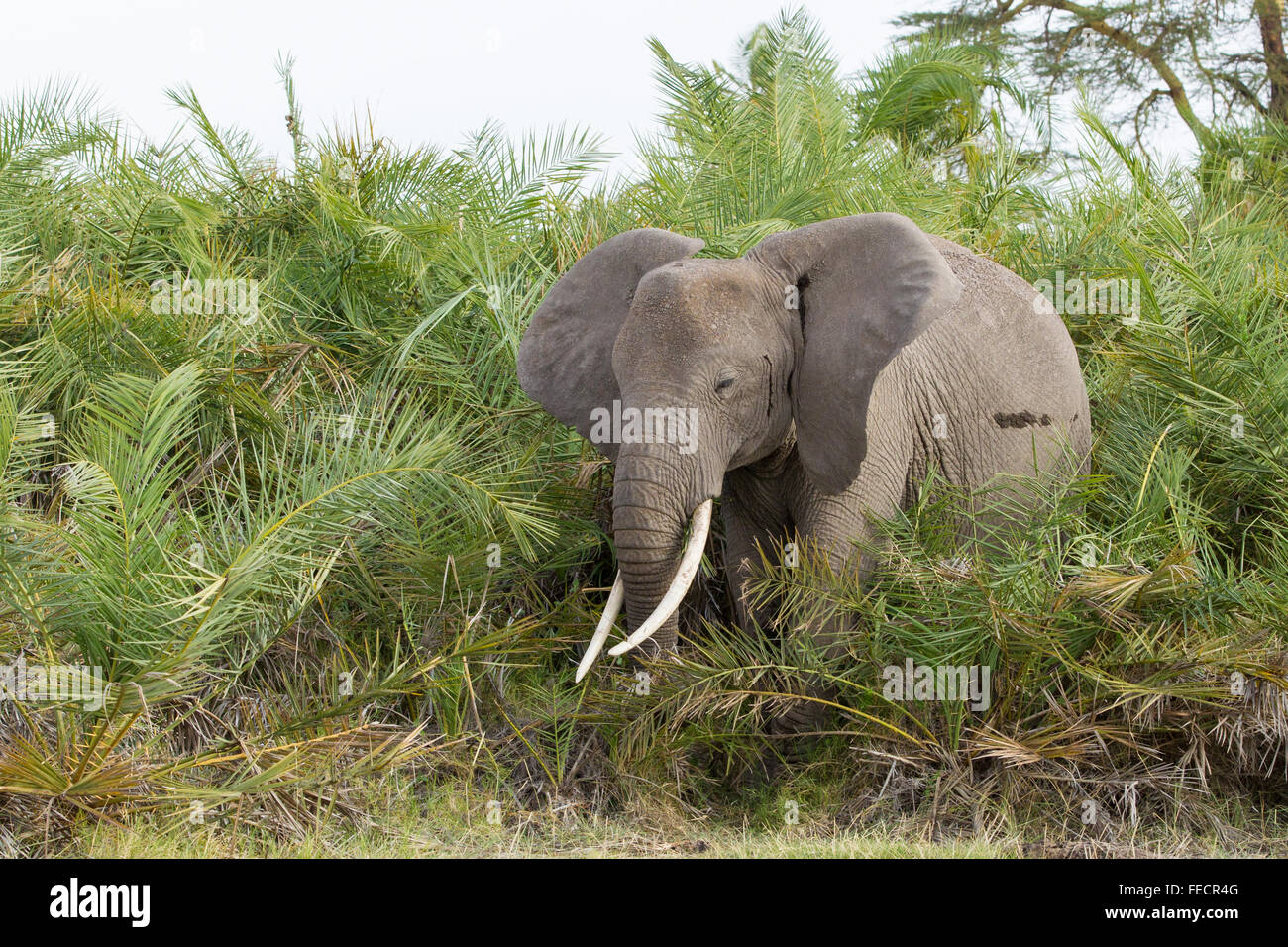One bull African Elephant feeding in the palm trees Amboseli National Park Kenya Stock Photo