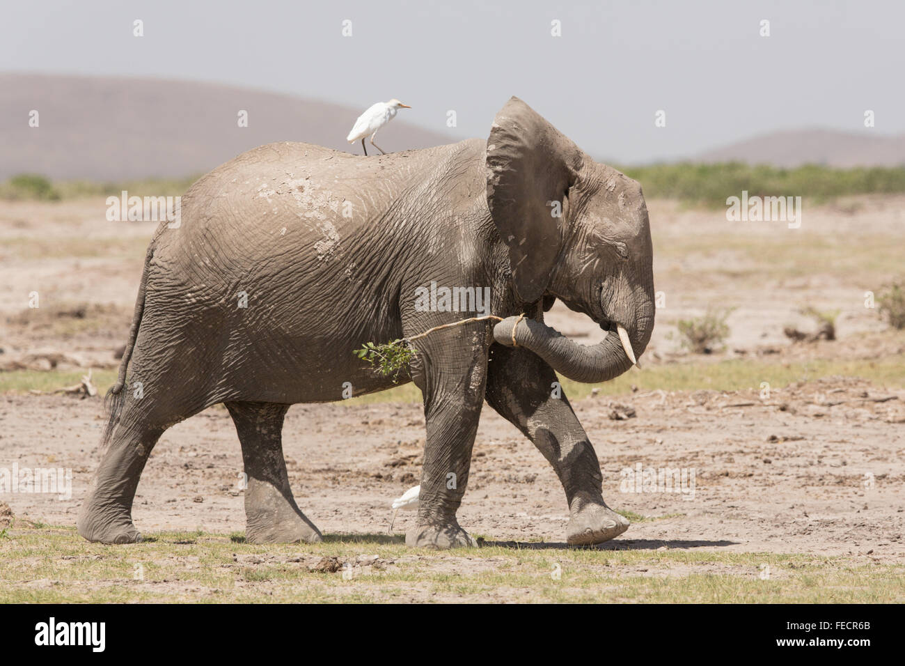 One sub adult African Elephant in Amboseli National Park Kenya Stock Photo