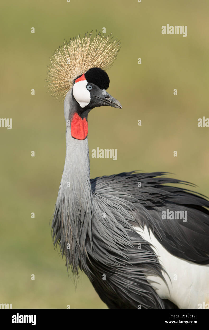 One adult Grey Crowned Crane in Amboseli,  Kenya Stock Photo
