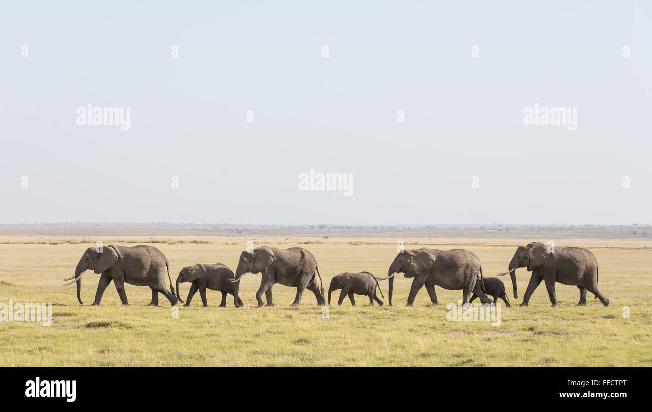 A herd of African Elephant walking in a line in Amboseli National Park Kenya Stock Photo