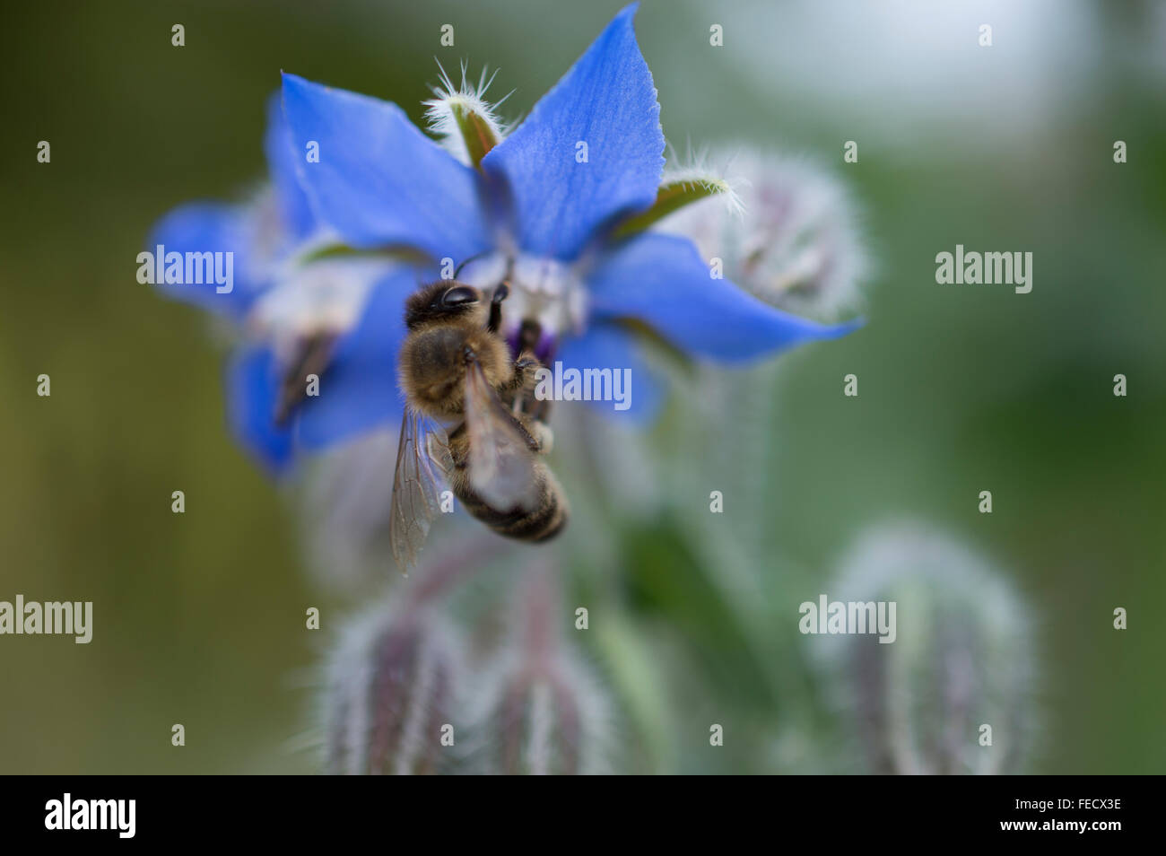 This is an image of a bee collecting honey of this blue flower. Stock Photo