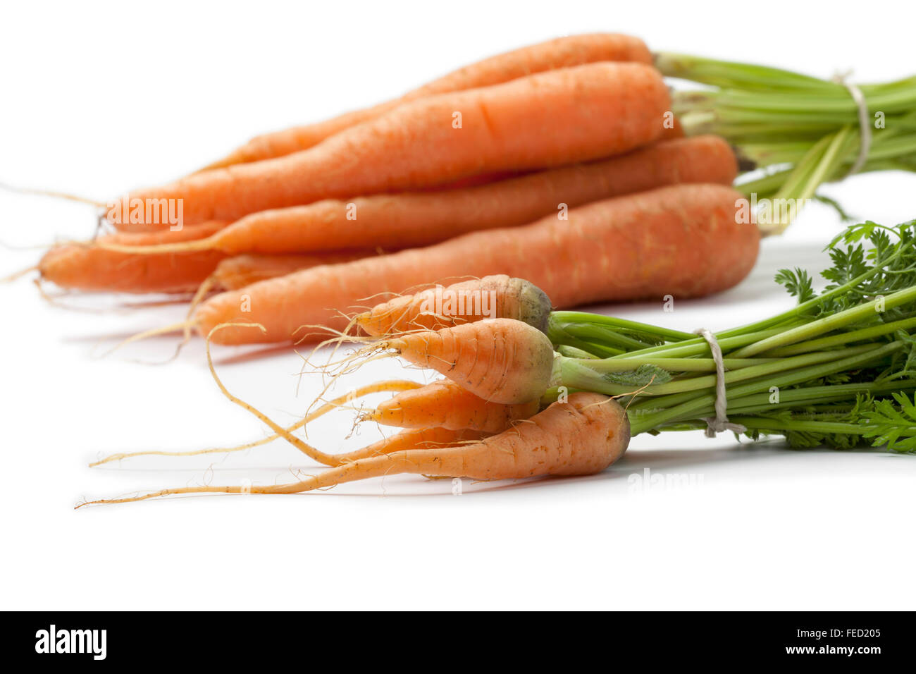 Fresh baby carrots and large ones to see the difference in size close up on white background Stock Photo