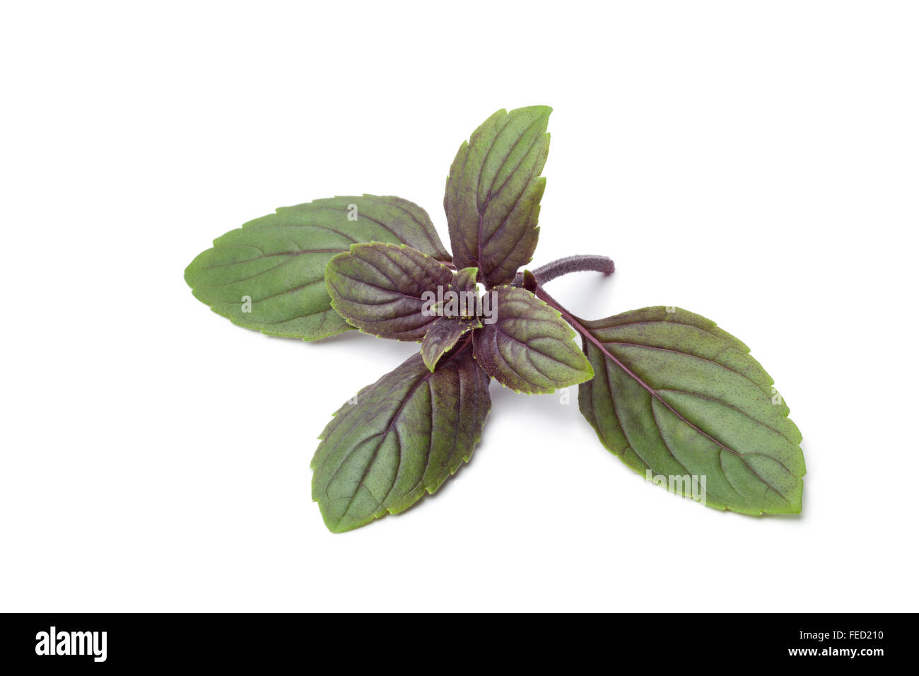 Fresh red basil leaves on white background Stock Photo Alamy