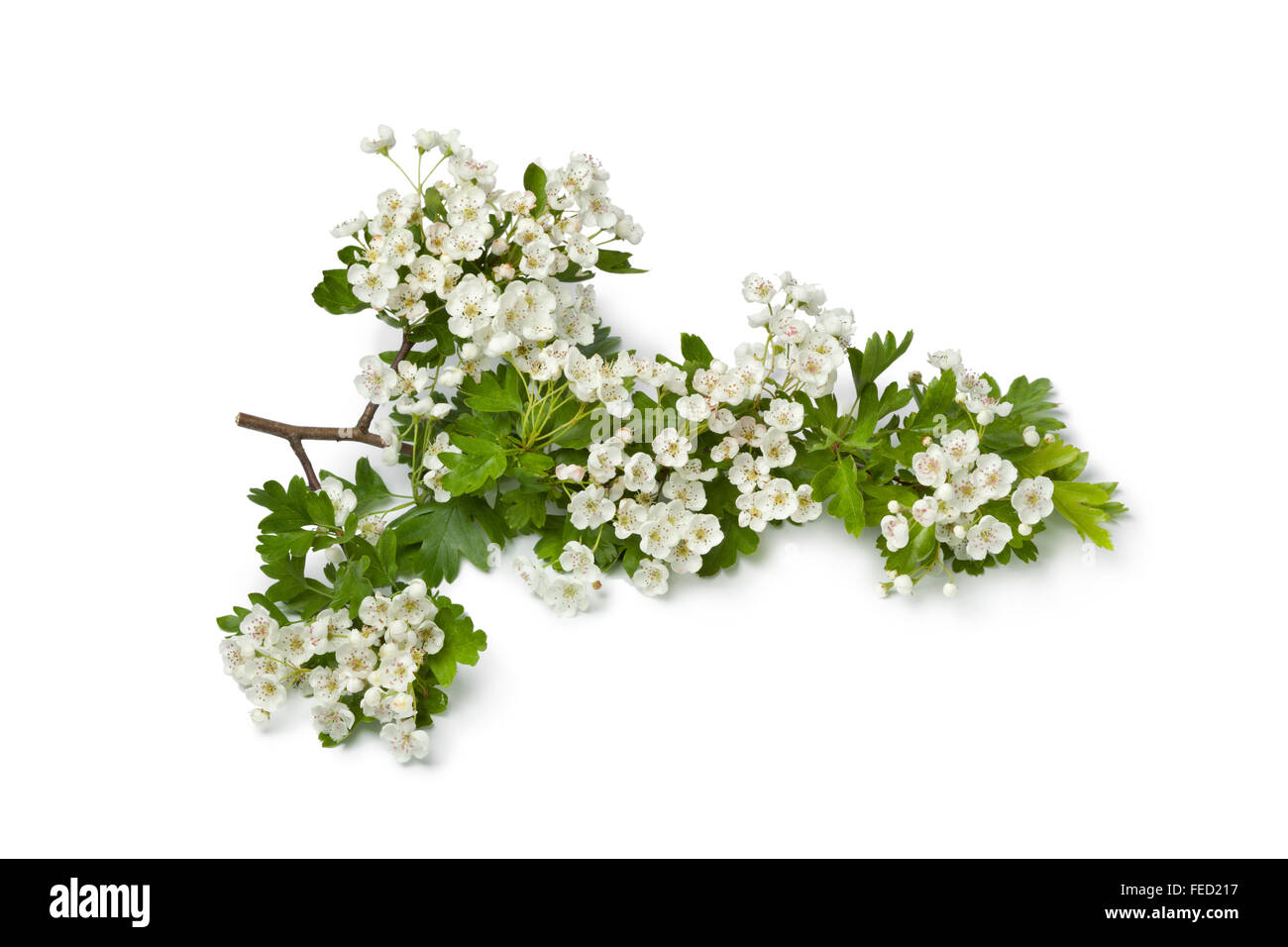 Twig of white flowering Thornapple on white background Stock Photo