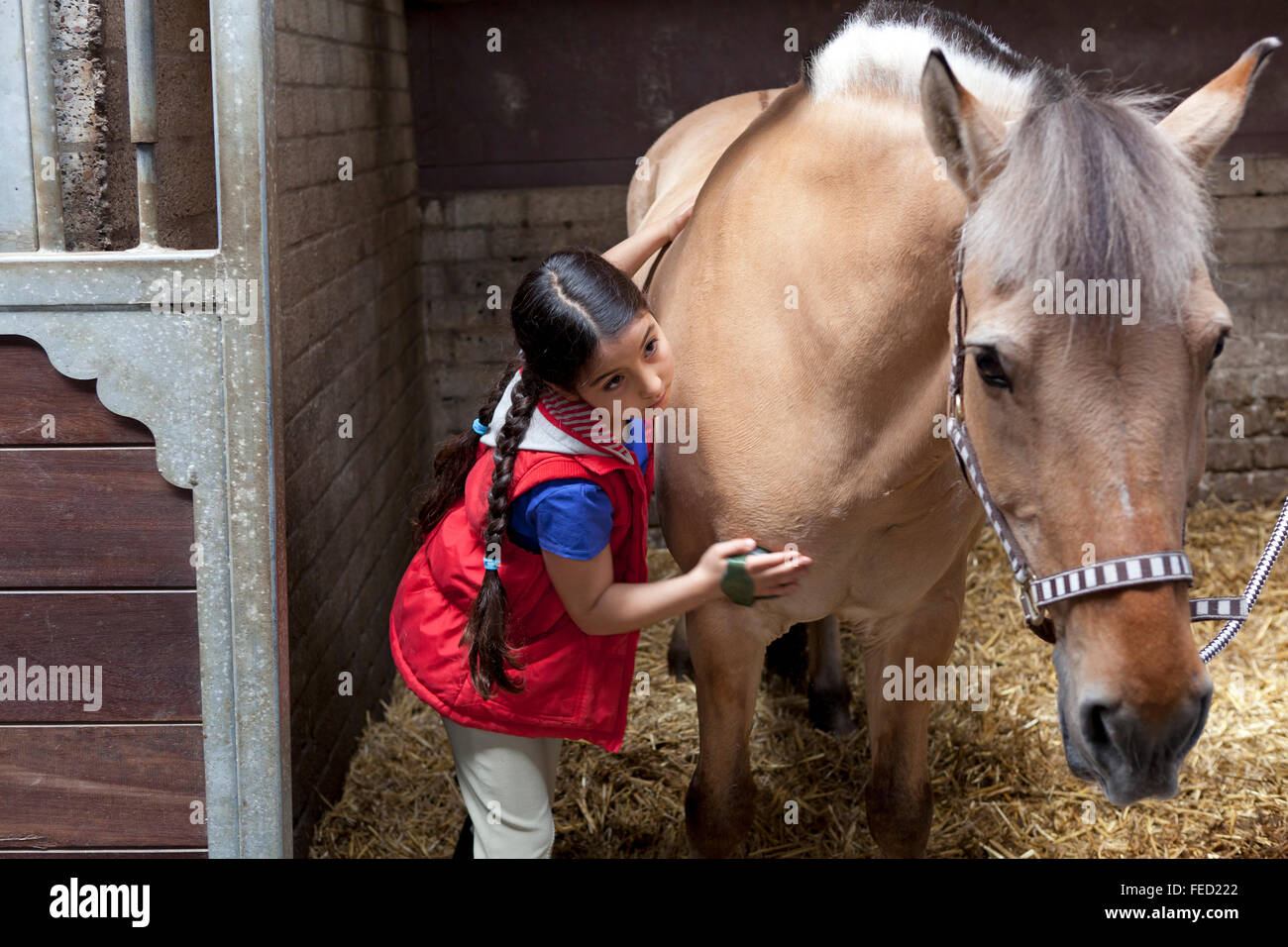 Little girl is brushing her favorite pony in the stable Stock Photo