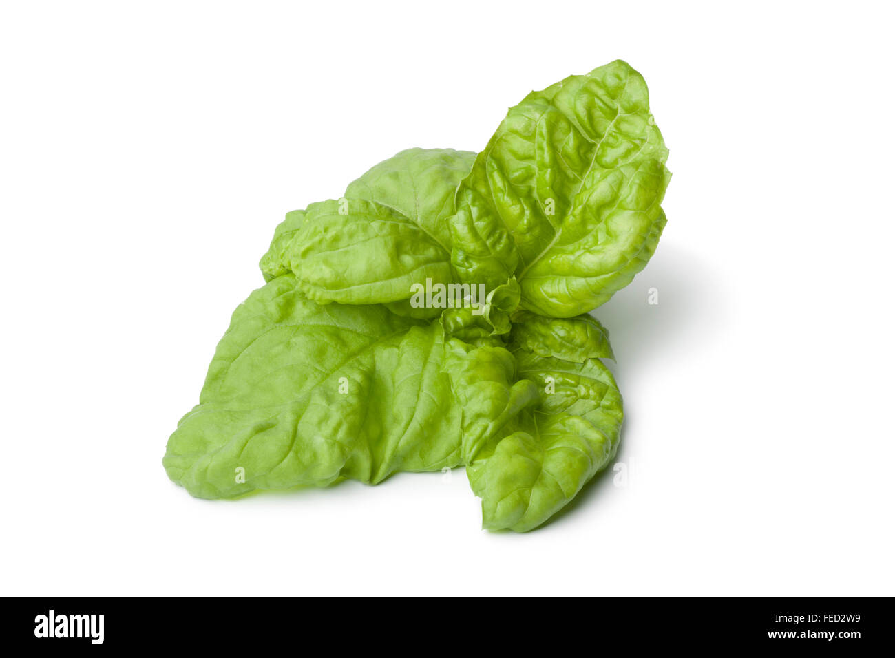 Fresh Lettuce leaf basil on white background Stock Photo Alamy