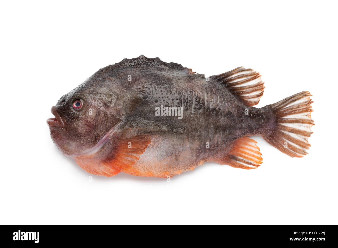 Fresh raw Lumpsucker fish on white background Stock Photo